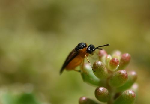 Athalia sp.